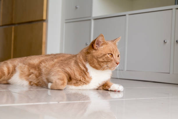 istock Ginger Cat on Living Room Floor 959414788