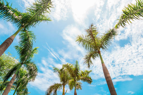istock Palm trees at Central Park in Kaohsiung, Taiwan 959414794