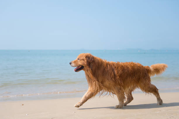 Golden retriever playing on the beach