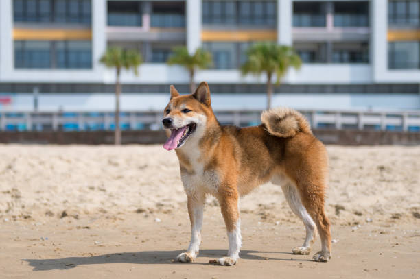 istock Shiba Inu play on the beach 959415844