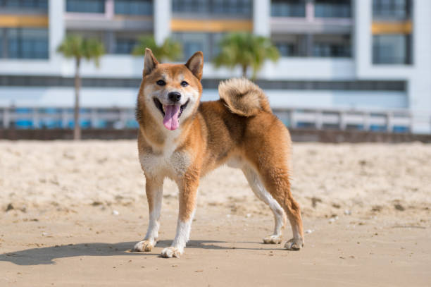 istock Shiba Inu play on the beach 959415876