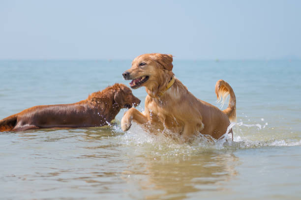 istock Golden retriever playing on the beach 959415902