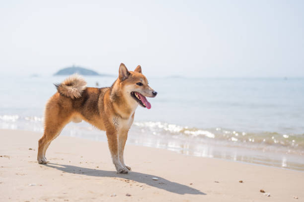 istock Shiba Inu play on the beach 959415992