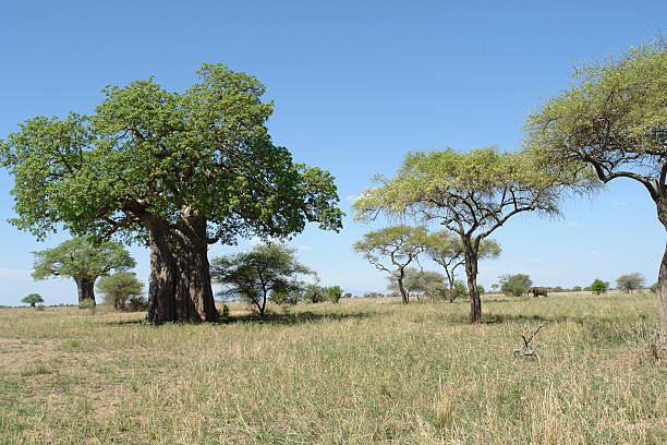 istock scenery with Baobab tree in Africa 95941618