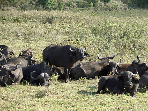 some Cape Buffalos in sunny ambiance