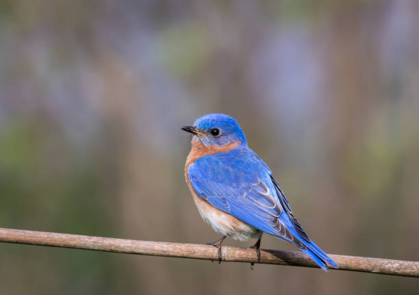 istock Eastern Bluebird male perched with simple gray palette background room for text 959416316