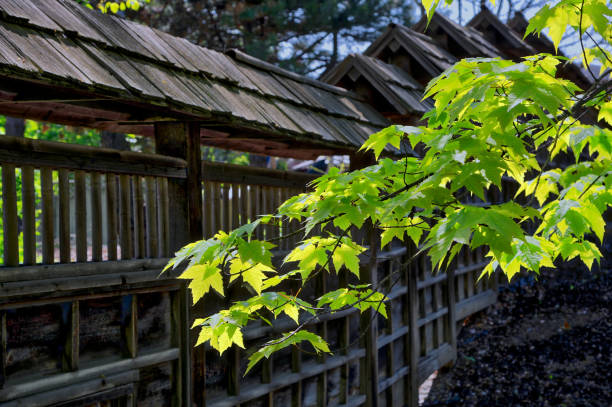 istock maple leaves in Janpanes garden in Toronto 959416360