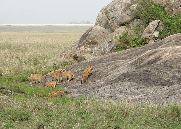 istock some young Lions near rock formation 95941767