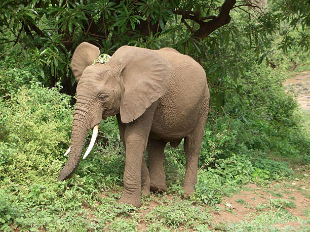 istock Elephant in Tanzania 95941768