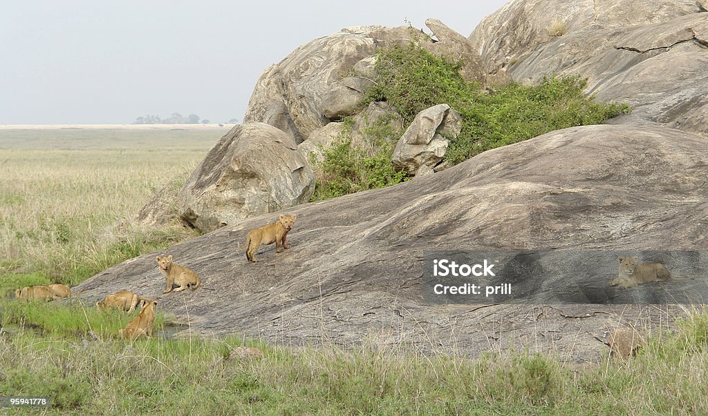 Joven Lions jugando en una formación de roca - Foto de stock de Inselberg libre de derechos