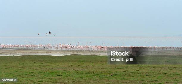 Flamingoes Na Jezioro - zdjęcia stockowe i więcej obrazów Afryka Wschodnia - Afryka Wschodnia, Bez ludzi, Brzeg jeziora