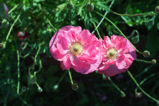 すぐ 2 つのケシの花、庭のピンクのポピー - poppy purple flower close up ストックフォトと画像