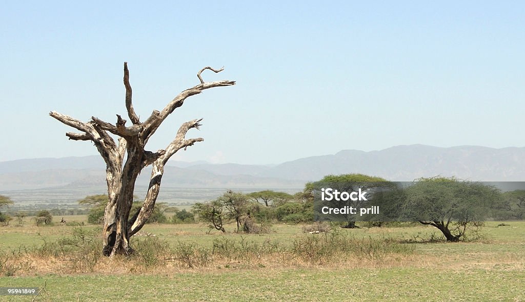 África en savannah paisaje de Tarangire - Foto de stock de Espino parasol libre de derechos