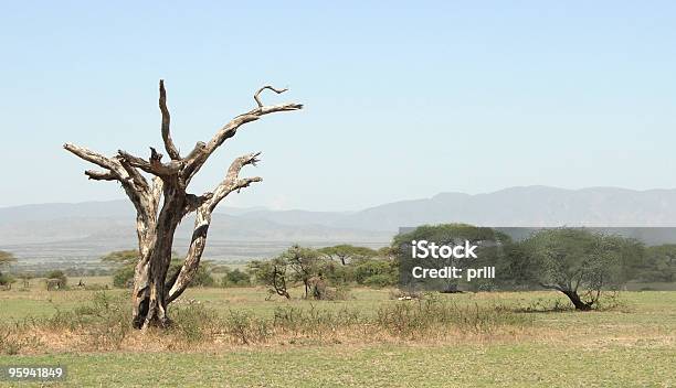 África En Savannah Paisaje De Tarangire Foto de stock y más banco de imágenes de Espino parasol - Espino parasol, Madera - Material, Aire libre