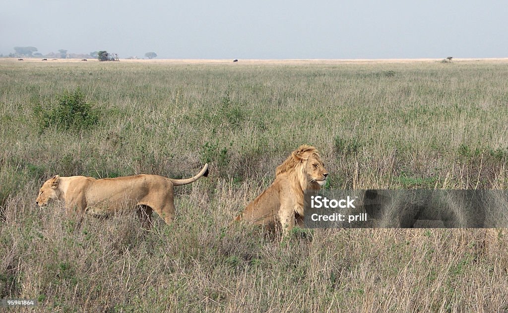 Два Lions в государственное широкими - Стоковые фото Африка роя�лти-фри