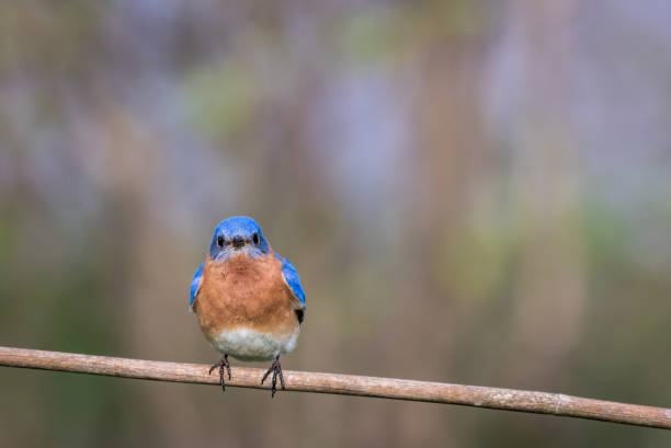 istock Eastern Bluebird male perched with simple gray palette background room for text 959418892