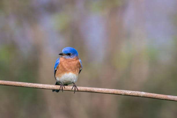 istock Eastern Bluebird male perched with simple gray palette background room for text 959419064