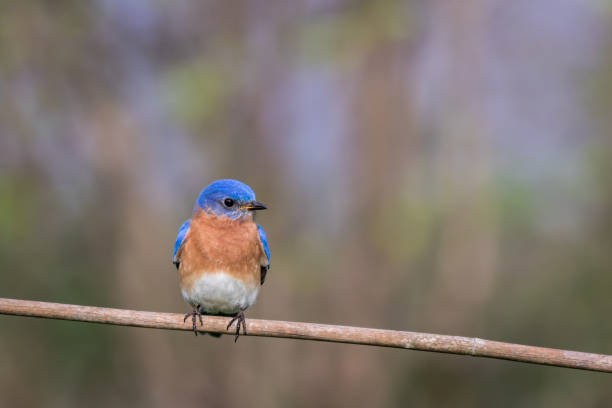 istock Eastern Bluebird male perched with simple gray palette background room for text 959419242