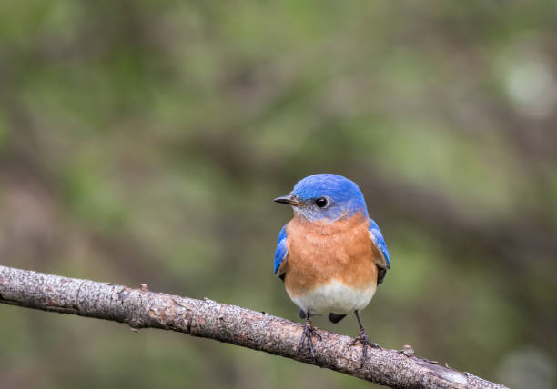 istock Eastern Bluebird male perched with simple green bokeh background room for text 959419550