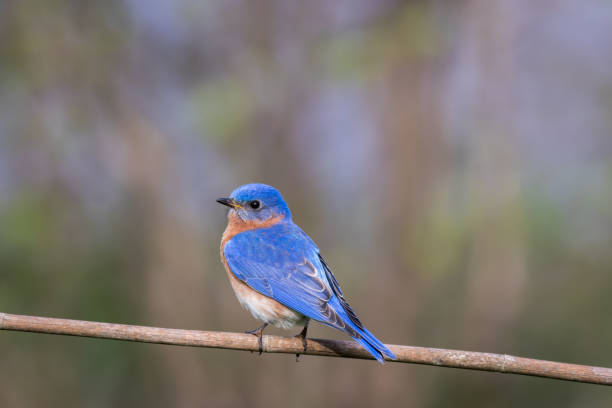 istock Eastern Bluebird male perched with simple gray palette background room for text 959419622