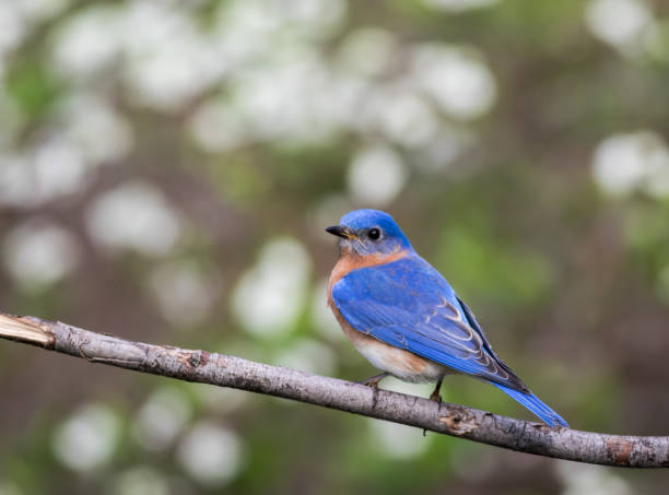 istock Eastern Bluebird male perched with simple green bokeh background room for text 959419698