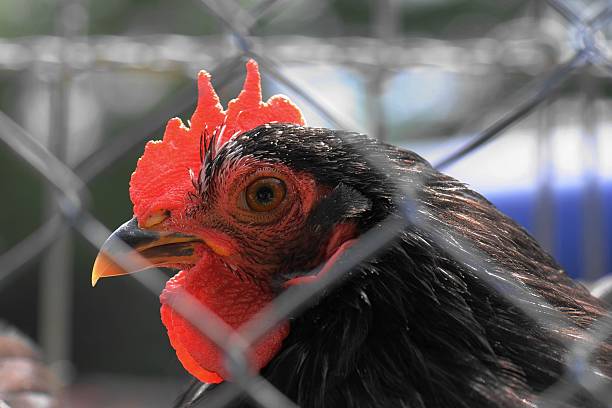 Alone Chicken cage battery hen stock pictures, royalty-free photos & images