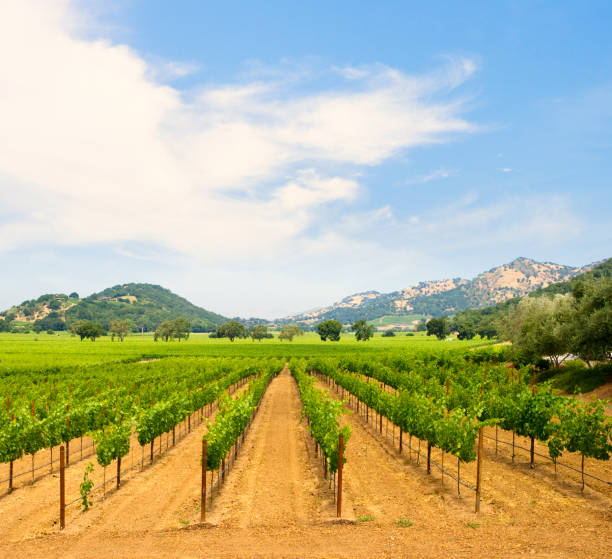 istock Vineyard in Napa Valley, California 959422994