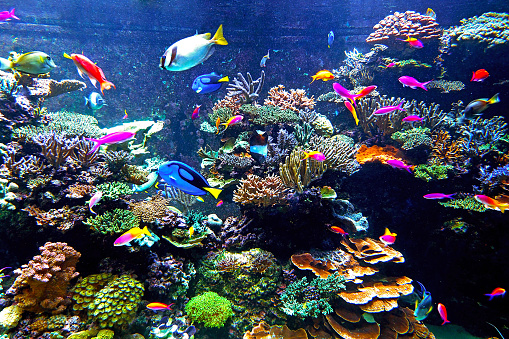 Surtido de muchos peces dentro de medio ambiente de arrecife de coral de mar photo