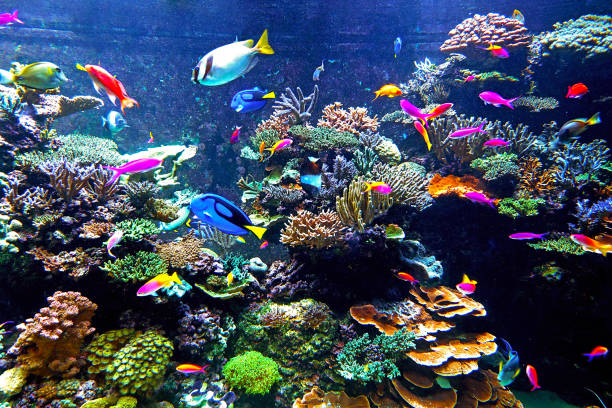 assorted kind of many fishes inside sea coral reef environment stock photo