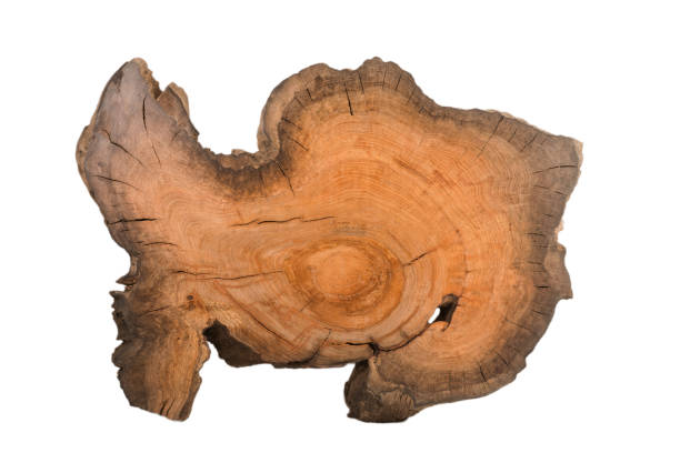 istock Cross section of tree stump isolated on white background 959424016