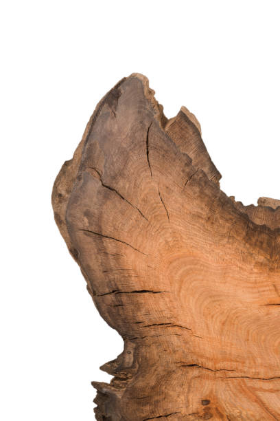 istock Cross section of tree stump isolated on white background 959424118