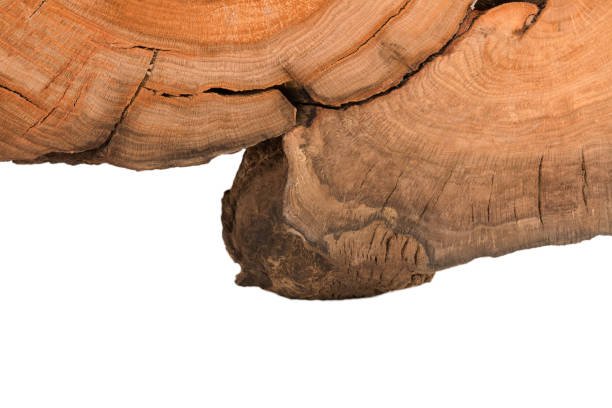 Cross section of tree stump isolated on white background.