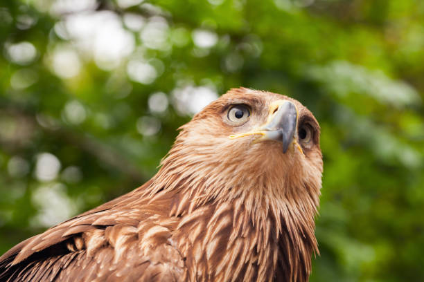 istock Close-up head of golden eagle 959427436