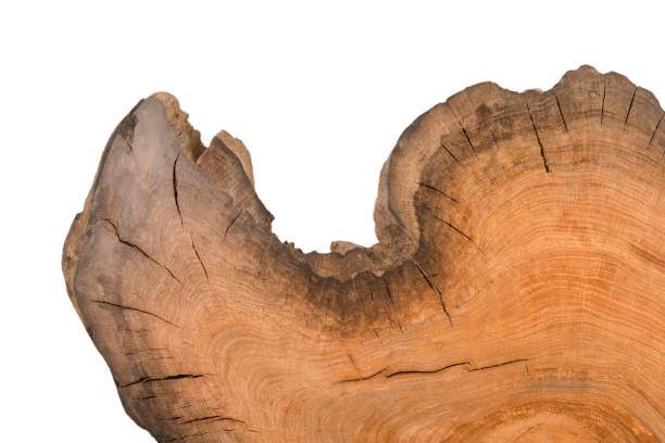 istock Cross section of tree stump isolated on white background 959427576