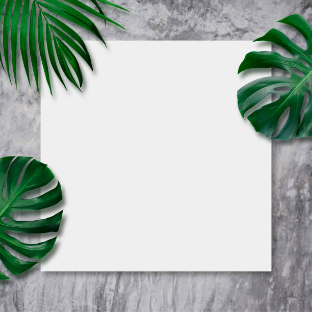 istock Tropical leaves and blank canvas on cement background 959428160