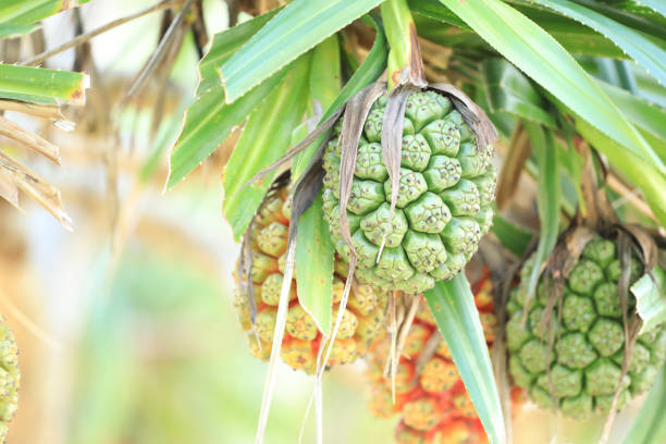 screw Pine (Pandanus tectorius or Pandanus odoratissimus) on the beach near sea