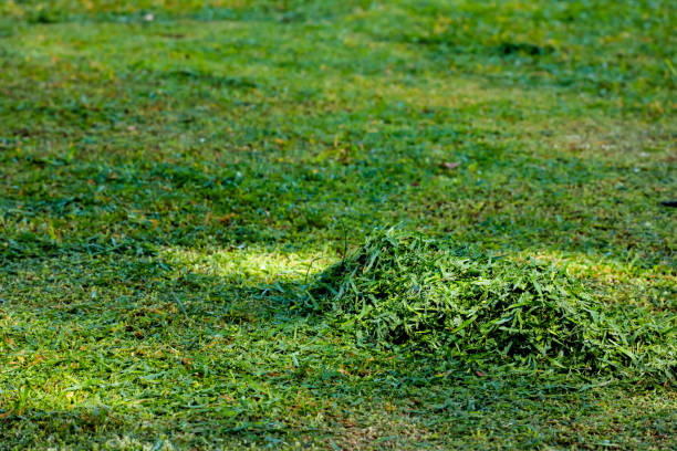 istock Green Haystack after cutted in the garden 959429184