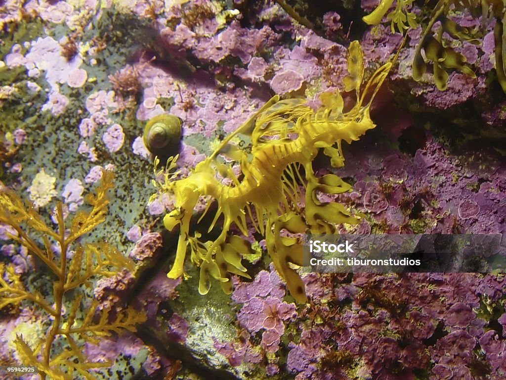 Hippocampe - Photo de Camouflage libre de droits