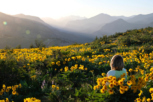 Arnica or Balsamroot flowers  near Seattle. Patterson Mountain. Washington. United States of America.