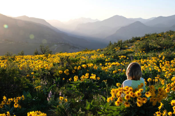 Carefree woman lying on meadow with sun flowers  enjoying sunrise over mountains  and relaxing. Arnica or Balsamroot flowers  near Seattle. Patterson Mountain. Washington. United States of America. balsam root stock pictures, royalty-free photos & images