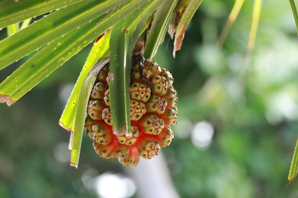 istock screw Pine (Pandanus tectorius or Pandanus odoratissimus) on the beach near sea 959430548