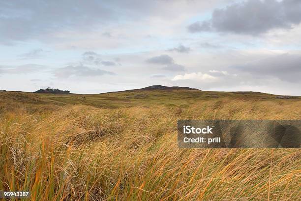 Scozzese Prateria Collinare - Fotografie stock e altre immagini di Coda di topo - Coda di topo, Highlands scozzesi, Ambientazione esterna