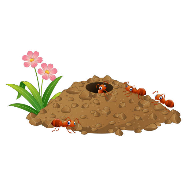 мультфильм муравьи колонии и муравейник - anthill stock illustrations