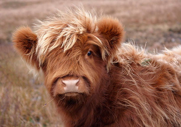 Highland cattle portrait portrait of a red brown long haired Highland cattle in Scotland scottish highlands photos stock pictures, royalty-free photos & images