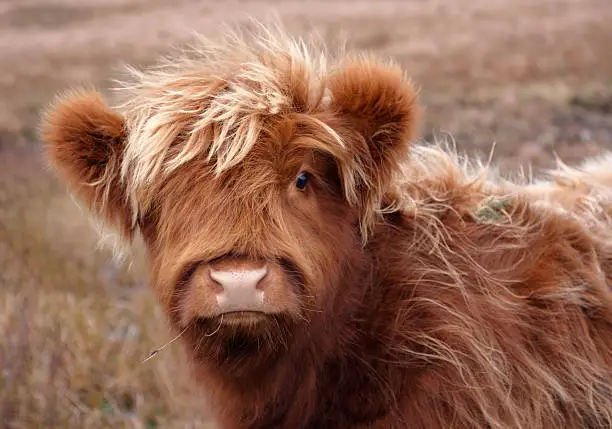 portrait of a red brown long haired Highland cattle in Scotland