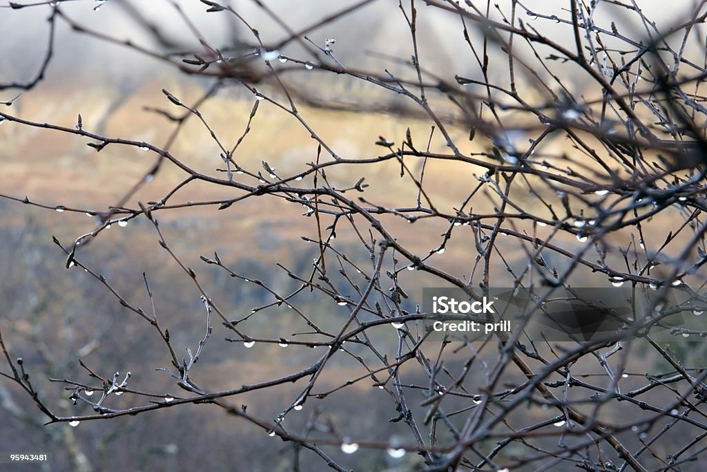 twigs und Tropfen in unscharfem Rücken - Lizenzfrei Abstrakt Stock-Foto