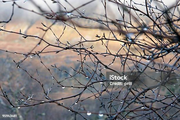 Twigs Und Tropfen In Unscharfem Rücken Stockfoto und mehr Bilder von Abstrakt - Abstrakt, Abwesenheit, Baum