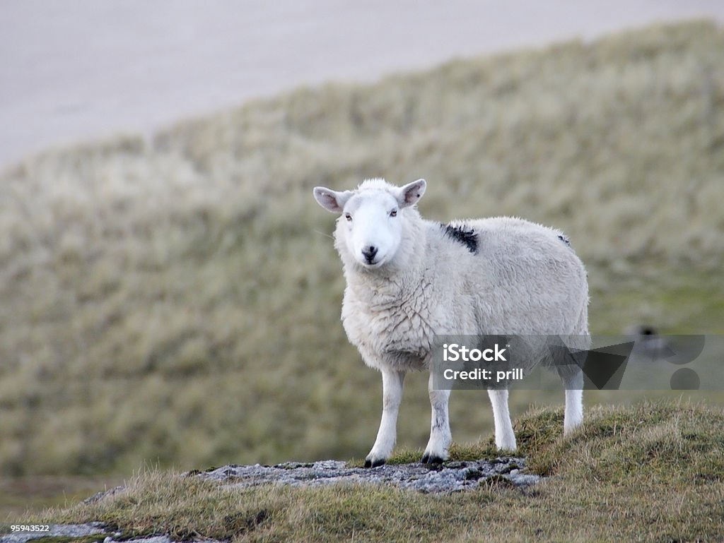 Schafe in der Küste-detail - Lizenzfrei Domestizierte Tiere Stock-Foto