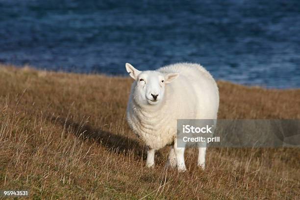 Photo libre de droit de Mouton Blanc Sur La Côte banque d'images et plus d'images libres de droit de Agriculture - Agriculture, Animal vertébré, Animaux domestiques