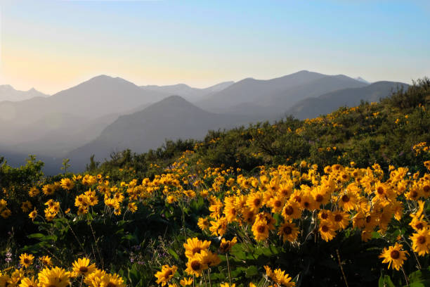 istock Arnica Heartleaf or Balsamroot Arrowleaf blossoming on meadows in North Cascades Mountains. 959435574